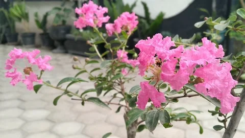 Closeup Crape myrtle flower with flying bee sucking nectar from pollen. Stock Footage 141476984