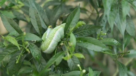 Closeup crawling Daphnis nerii caterpillar Stock Footage 143577679