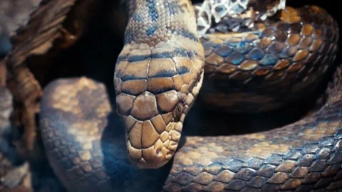 Closeup crawling python skin texture. The pattern on the skin shimmers Stock-Footage 233544765