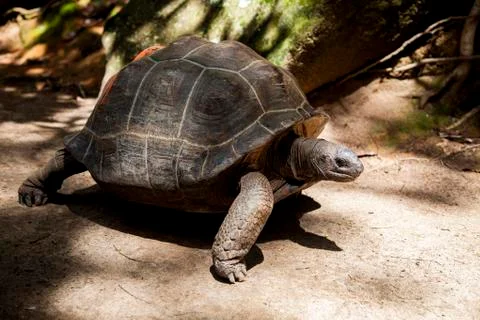 Closeup of a Crawling Tortoise Stock Photos