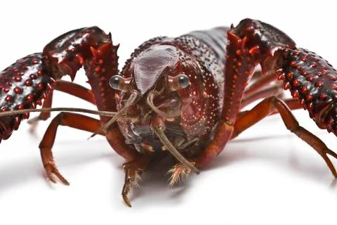 Closeup from a crayfish. Stock Photos