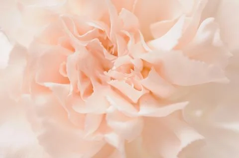 Closeup of cream carnation Stock Photos