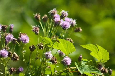 Closeup of creeping thistle flowers with green blurred plants on background Foto stock