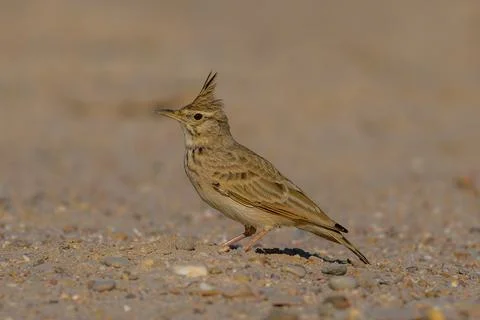 Closeup of a Crested Lark perched on the ground, in Qatar. Stock Photos