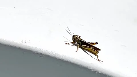 Closeup of a cricket isolated on white Stock Footage 283679620