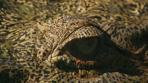 Closeup of a Crocodile eye in a sanctuary Stock Footage 302314513