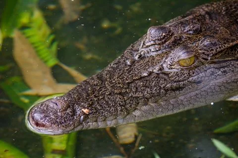 Closeup of a crocodile Stock-Fotos