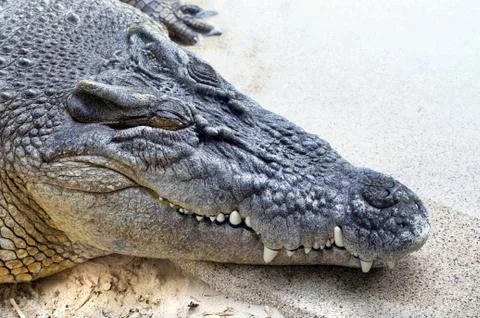 Closeup of Crocodile. Foto stock