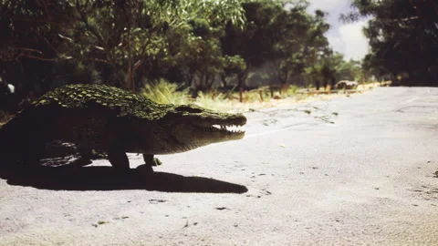 Closeup of crocodile with shadow blending into rocky environment Stock Footage 341575657