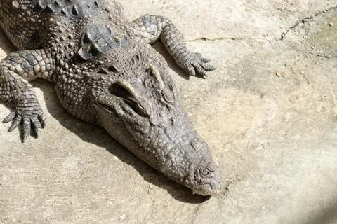 Closeup of crocodile with sun light Stock Photos