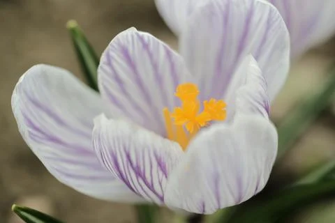 Closeup of crocus flower Stock Photos