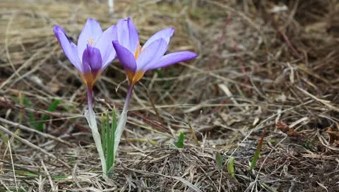 Closeup crocus Stock Footage 10897050