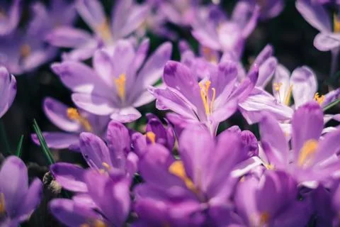 Closeup of crocuses spring flowers in the forest Stock Photos