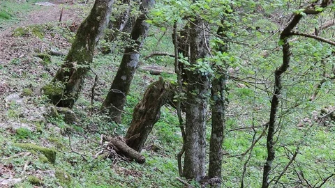 Closeup of a crooked tree in the woods Stock Footage 75172856