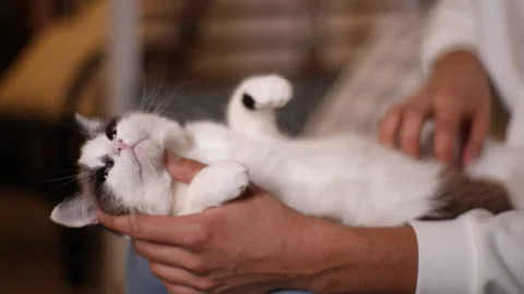 Closeup cropped shot of cat dozing belly up on knee. Close-up male hand stroking Video stock 255125981