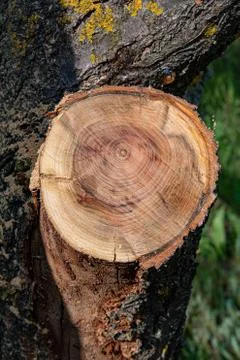 Closeup of cross section of tree trunk with tree ring pattern and rough bark. Stock Photos