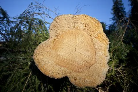 Closeup cross-section of tree trunk of an old dry snag with solid heartwood Stock Photos