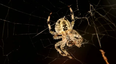 Closeup of Cross spider is eating an insect Stock Footage 59864796