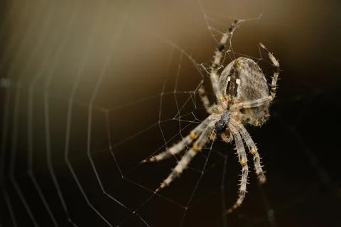 Closeup of cross spider on web Stock Photos