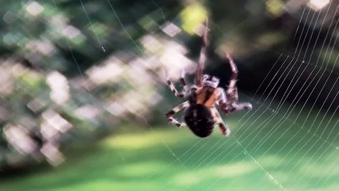 CloseUp of Crossspider at work Stock Footage 82723279