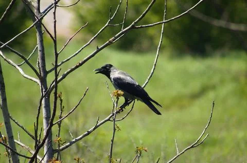 Closeup of crow resting on a branch with selective focus on foreground Foto stock