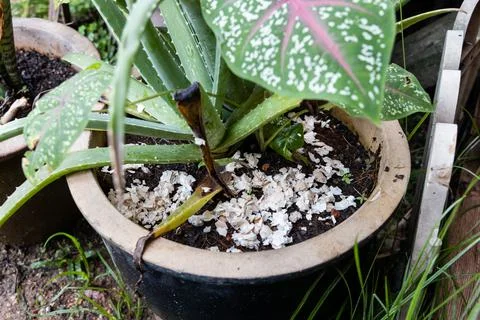 Closeup of crushed egg shell scatted onto soil as organic fertilizers on potted Stock Photos