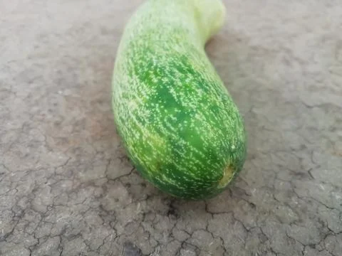 Closeup of cucumber isolated on a surface Stock Photos