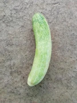 Closeup of cucumber isolated on a surface Stock Photos
