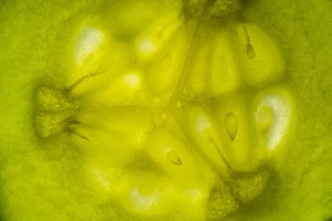 Closeup cucumber slice. Transparent texture of cucumber. Stock Photos