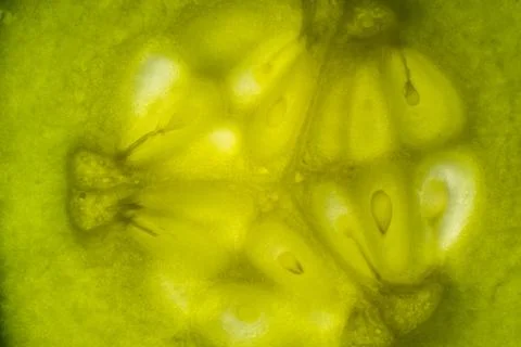 Closeup cucumber slice. Transparent texture of cucumber. Stock Photos