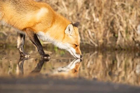 Closeup of a cunning fox looking at his reflection in water. Фото