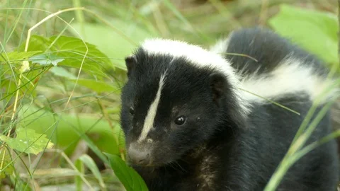 Closeup of a curious but calm skunk using its sense of smell to assess area Stock Footage 104976603