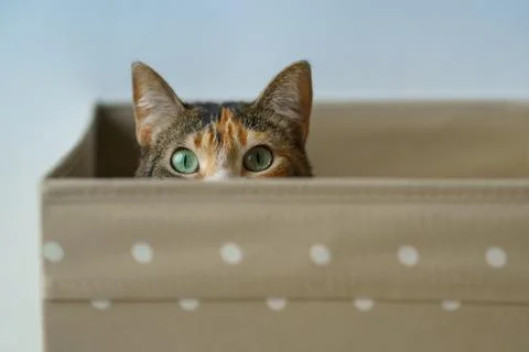 Closeup of curious cat has climbed into storage box, looks out playing hunting Stock Photos