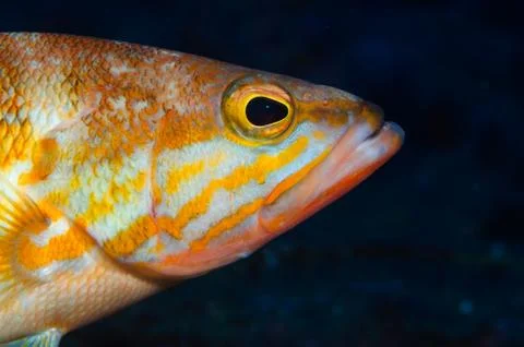 Closeup of a curious fish Stock Photos