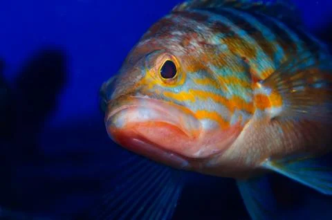 Closeup of a curious fish Stock Photos