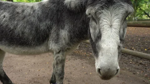 Closeup of curious gray donkey. Stock Footage 118064681