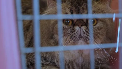 CloseUp of a Curious Persian Cat Behind Cage Bars. cat in cage. Stock Footage 343809449