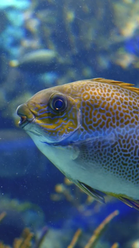 Closeup curious puffer inspecting coral exhibit under vivid lighting, lively Vidéo 344740723
