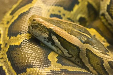Closeup of a curled up burmese python vader Stock Photos