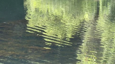 Closeup of currents on a lake with a Canada goose Stock Footage 315412293