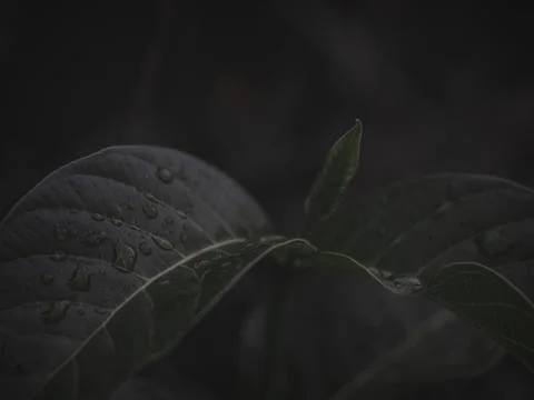 Closeup of the curved leaf. Stock Photos