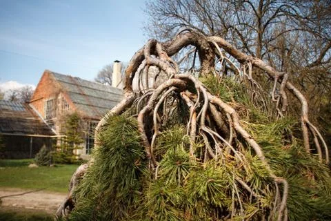 Closeup of curved pine branches on the background of a country house Stock Photos
