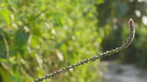Closeup of curved plant stem Stock Footage 326156099