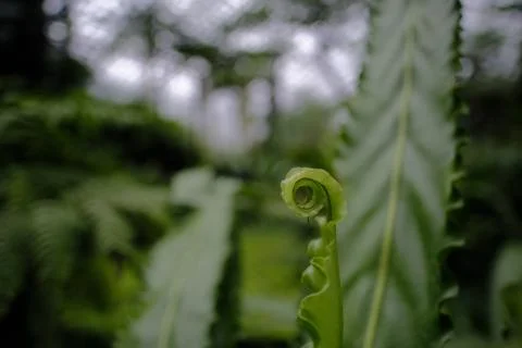 A closeup of a curvy leaf surrounded by greenery under the lights with a blur Stock Photos