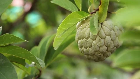 Closeup of custard apple Stock Footage 200722411