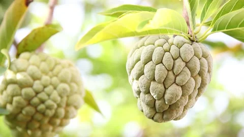 Closeup of custard apple Stock Footage 200722445