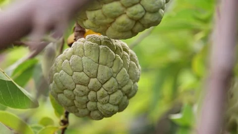 Closeup of custard apple Stock Footage 200722454
