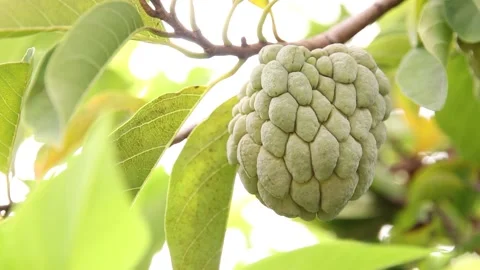 Closeup of custard apple Stock Footage 200722509
