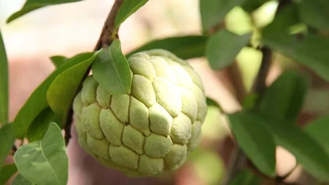 Closeup of custard apple Stock Footage 200722852