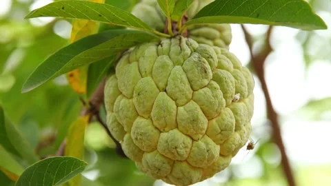 Closeup of custard apple Stock Footage 200722878